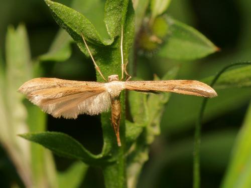 Emmelina sp.