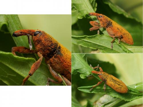 Réf. 119 850 : Lixus bardanae