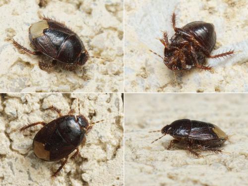 Microporus nigrita