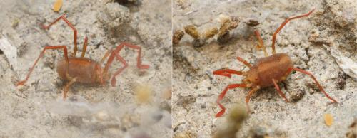 Réf. 119 849 : Erythraeus sp.