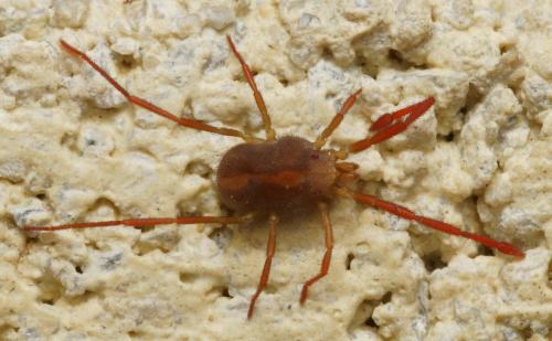 Réf. 119 948 : Erythraeus sp.