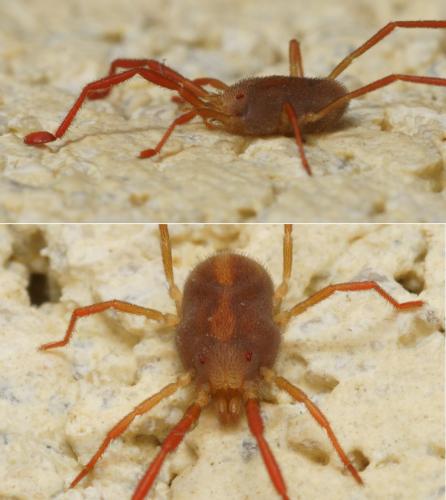 Réf. 119 950 : Erythraeus sp.