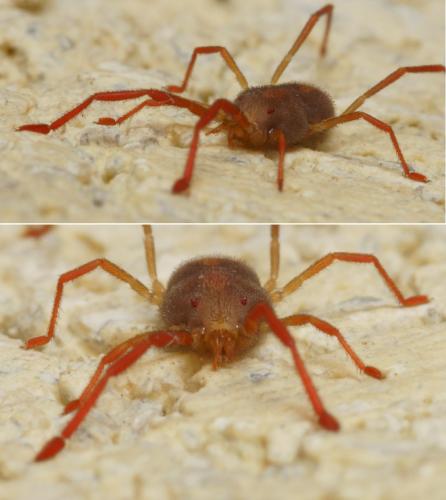 Réf. 119 951 : Erythraeus sp.