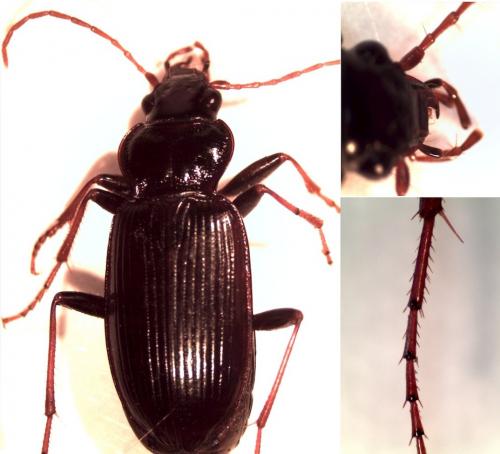 Réf. 119 156 : Nebria salina
