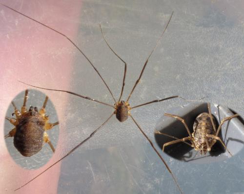 Nelima doriae