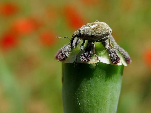 Neoglocianus maculaalba