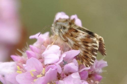Omia cymbalariae