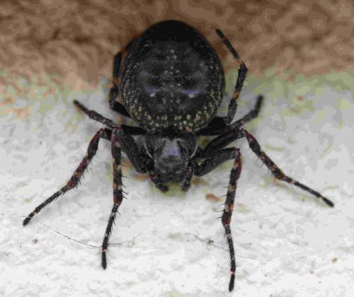 Nuctenea umbratica