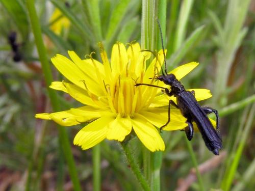 Oedemera atrata