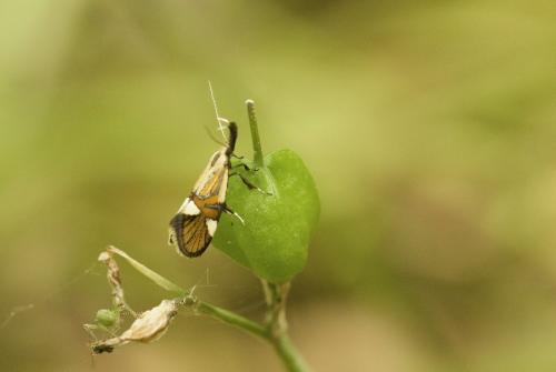 Alabonia geoffrella