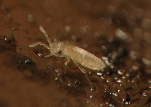 Réf. 119 130 : Pseudosinella sp.