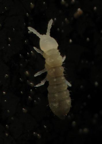 Onychiurinae