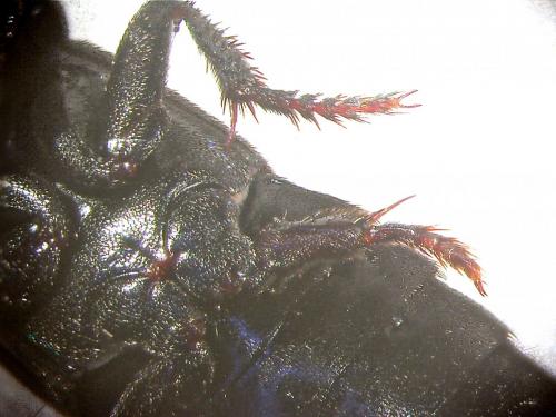 Réf. 119 063 : Ocypus olens