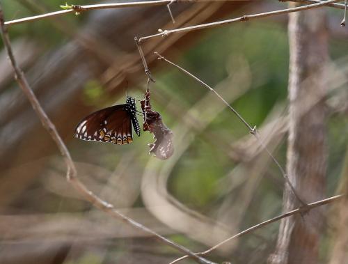 Chilasa clytia