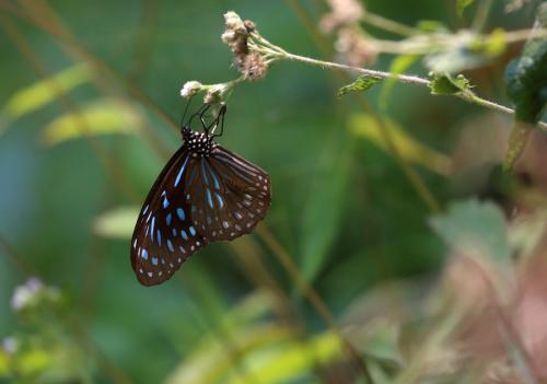 Réf. 119 192 : Tirumala septentrionalis
