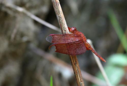 Neurothemis fulvia