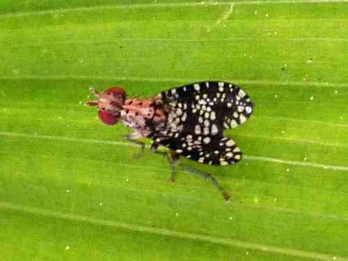 Réf. 119 861 : Trypetoptera punctulata