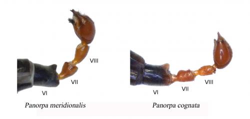 Panorpa divers