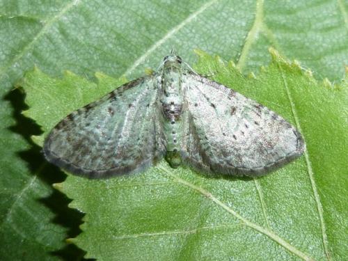 Réf. 119 658 : Pasiphila debiliata