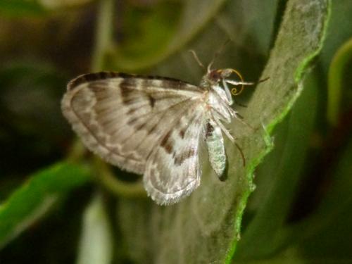 Pasiphila debiliata