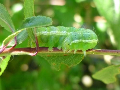 Cosmia trapezina