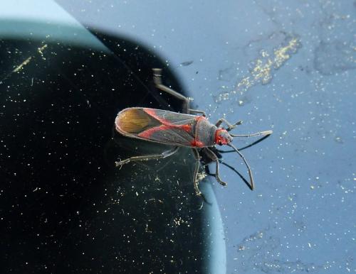 Réf. 119 201 : Caenocoris nerii