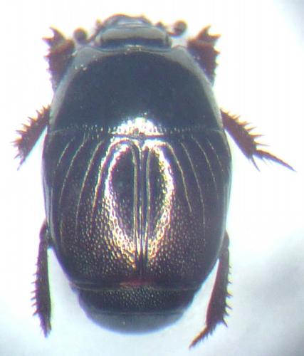 Hypocaccus dimidiatus dimidiatus