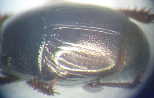 Hypocaccus dimidiatus dimidiatus