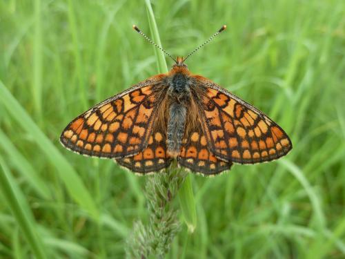 Réf. 119 616 : Euphydryas aurinia