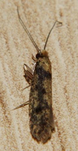 Réf. 119 752 : Niditinea fuscella