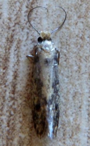 Réf. 119 753 : Niditinea fuscella