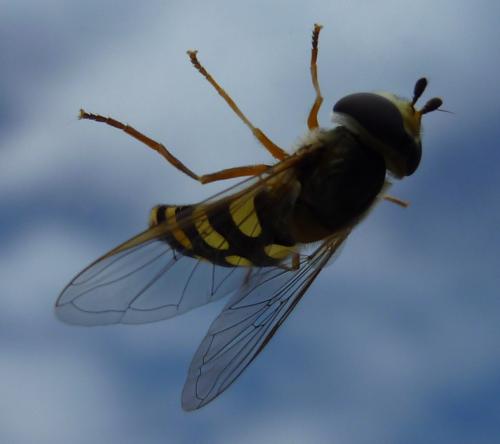 Eupeodes corollae
