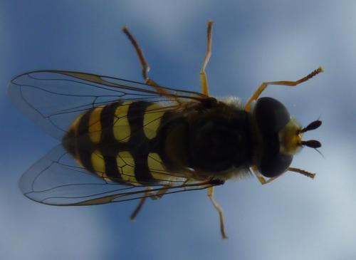Eupeodes corollae