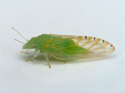 Spanioneura fonscolombii