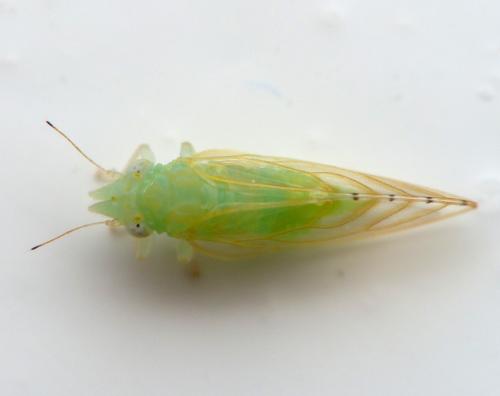 Spanioneura fonscolombii