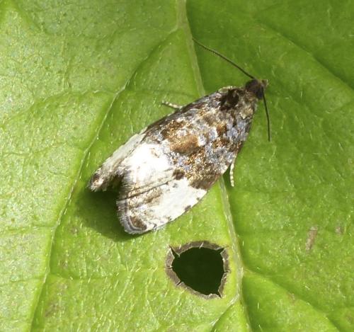 Hedya pruniana