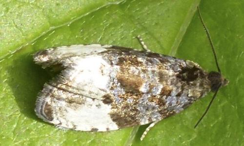 Hedya pruniana