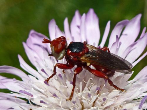 Myopa dorsalis