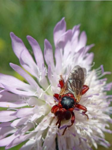 Myopa dorsalis