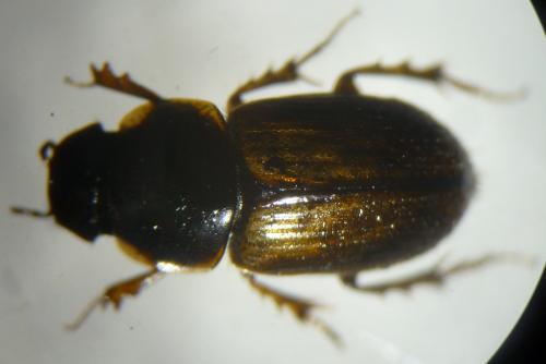 Melinopterus prodromus