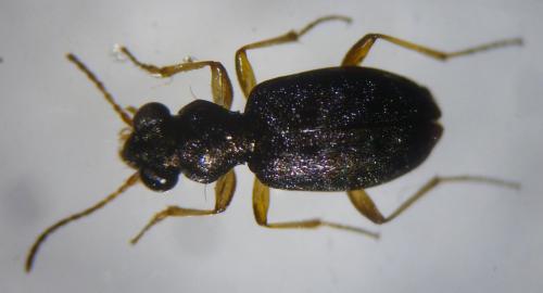 Asaphidion flavipes