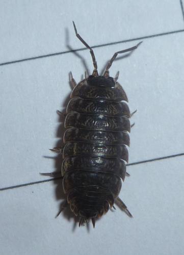 Porcellio montanus