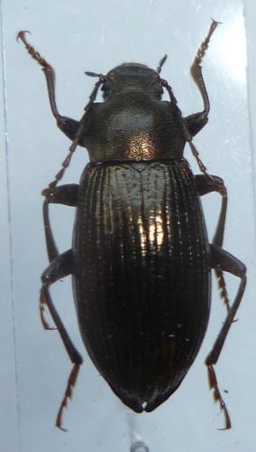 Réf. 119 938 : Stenomax aeneus