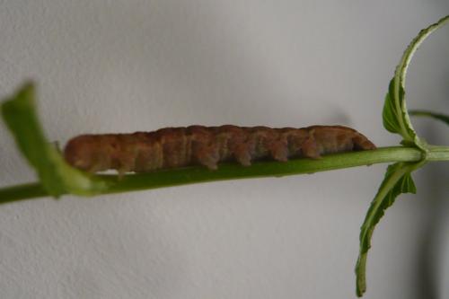 Phlogophora meticulosa