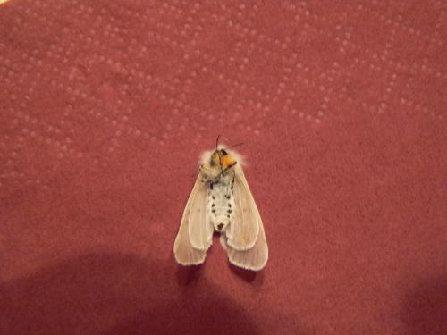 Diaphora mendica