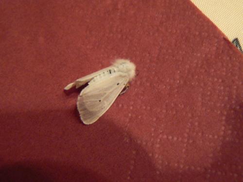 Diaphora mendica