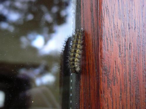 Aglais urticae