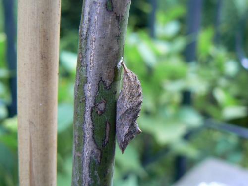 Aglais urticae