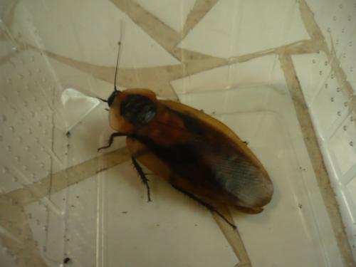 Blaberus atropos