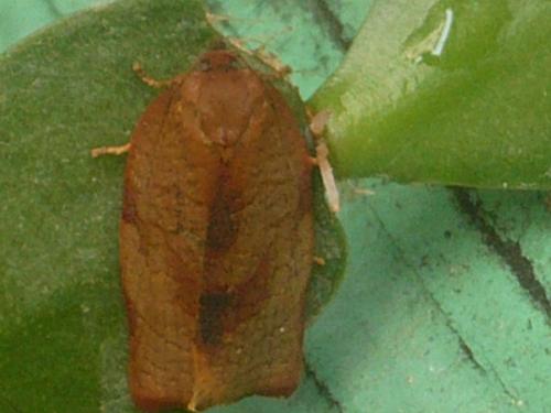 Réf. 119 550 : Cacoecimorpha pronubana